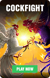 cockfight